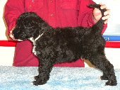 Portuguese Water Dog Puppies for Sale Breeders - SunnyBay