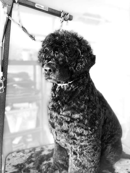 Portuguese Water Dog Puppies for Sale Breeders - SunnyBay